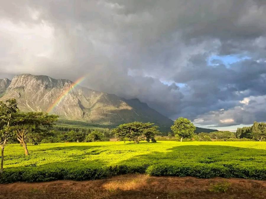 A rainbow over the Mulanje massif seen across the bright green rows of Chitakale tea plantation, with rain cloud behind.