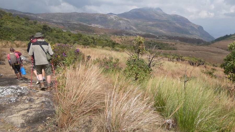A small group walks a plateau path through tall grass and flowering shrubs.